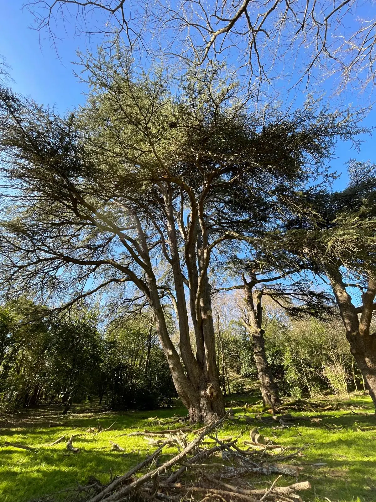 Grand cèdre dans un parc, branches coupées étendues dans l’herbe à son pied