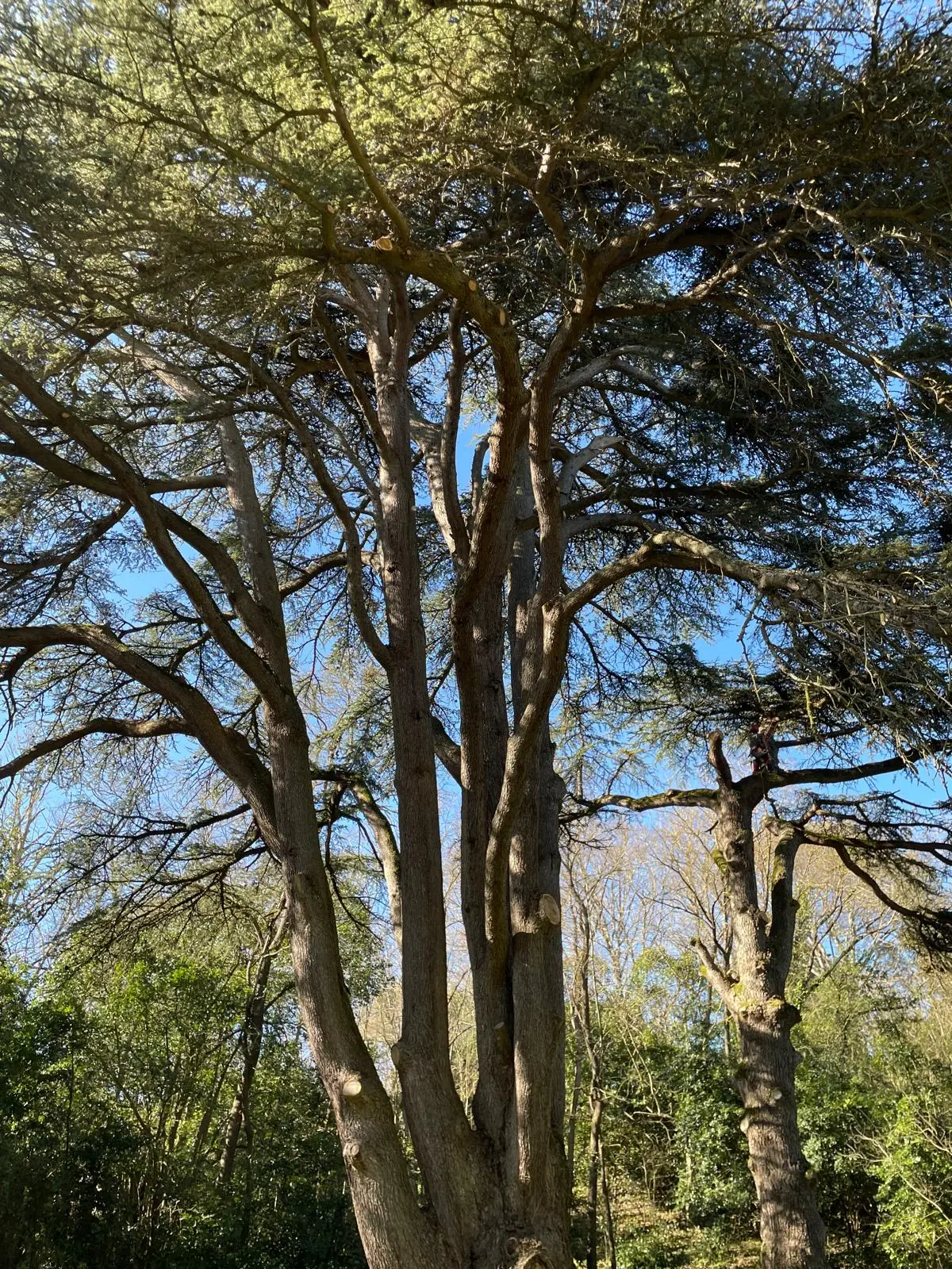 Plusieurs troncs d’un cèdre qui partent du même pied, vus d’en dessous, ciel bleu