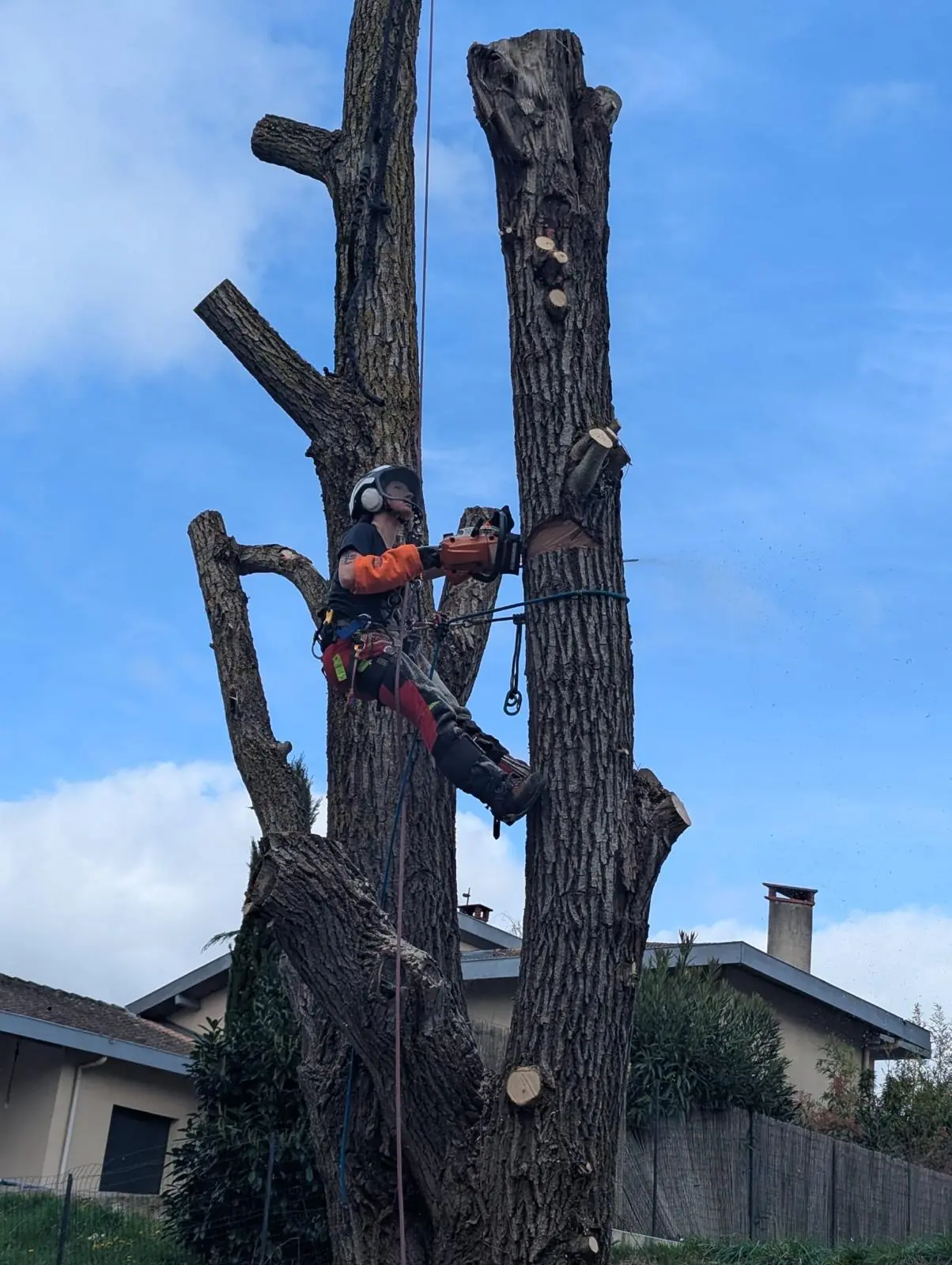 Élagueuse entre les deux troncs d’un arbre en cours de démontage, toit et cheminée d’une maison au pied