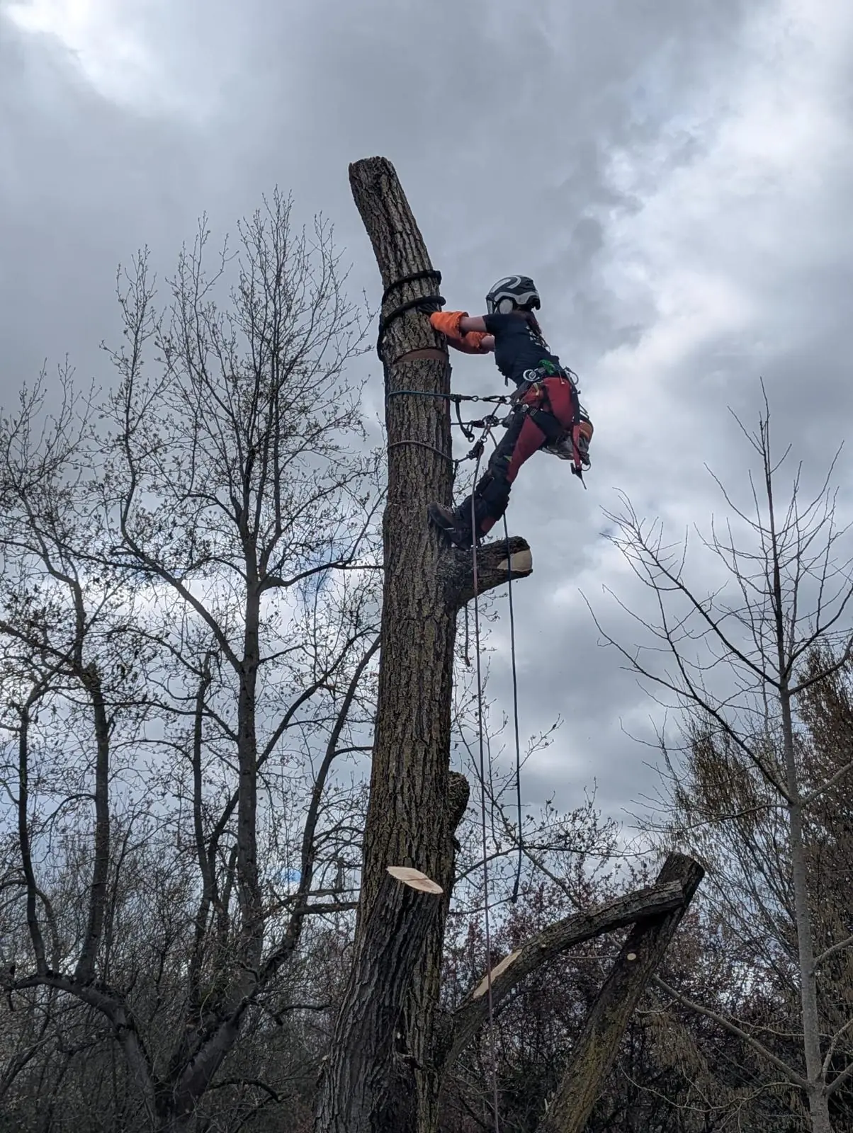 Élagueuse harnachée au sommet d’un tronc déjà raccourci, tronçonneuse en main, arbres nus et ciel gris
