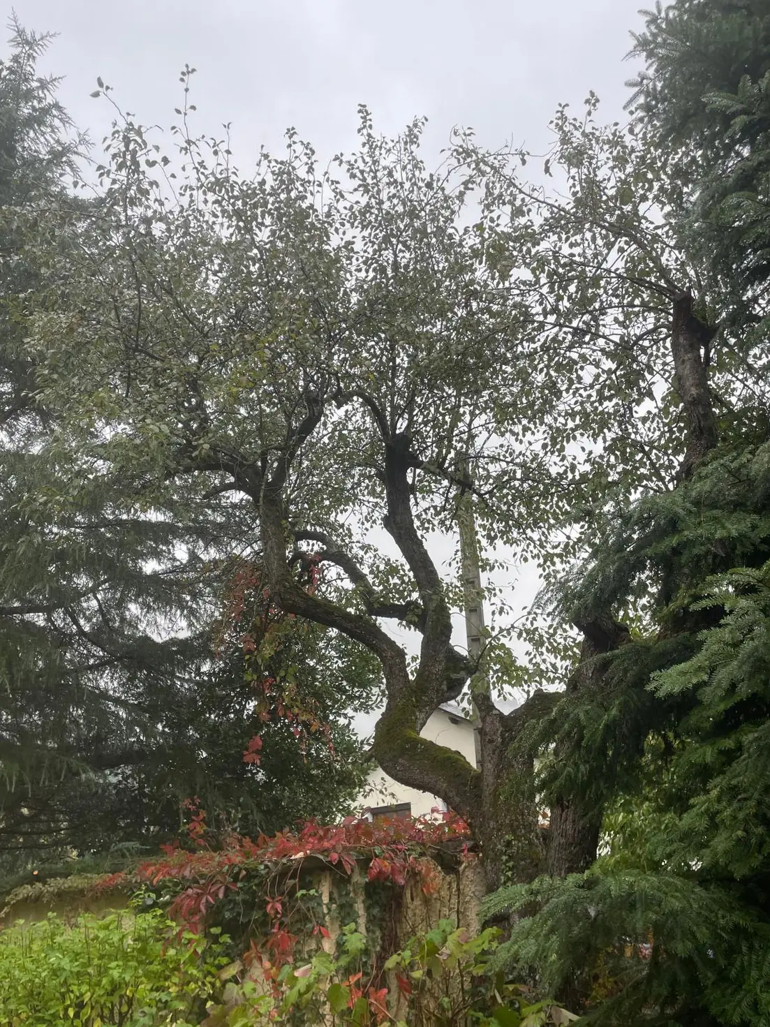 Vieil arbre au tronc tortueux couvert de vigne vierge, couronne dense entre deux conifères