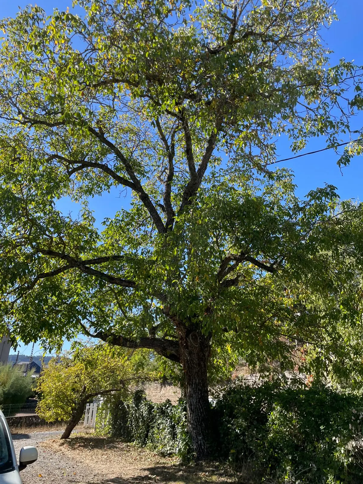 Grand feuillu à la couronne large au-dessus d’une cour gravillonnée, ciel bleu