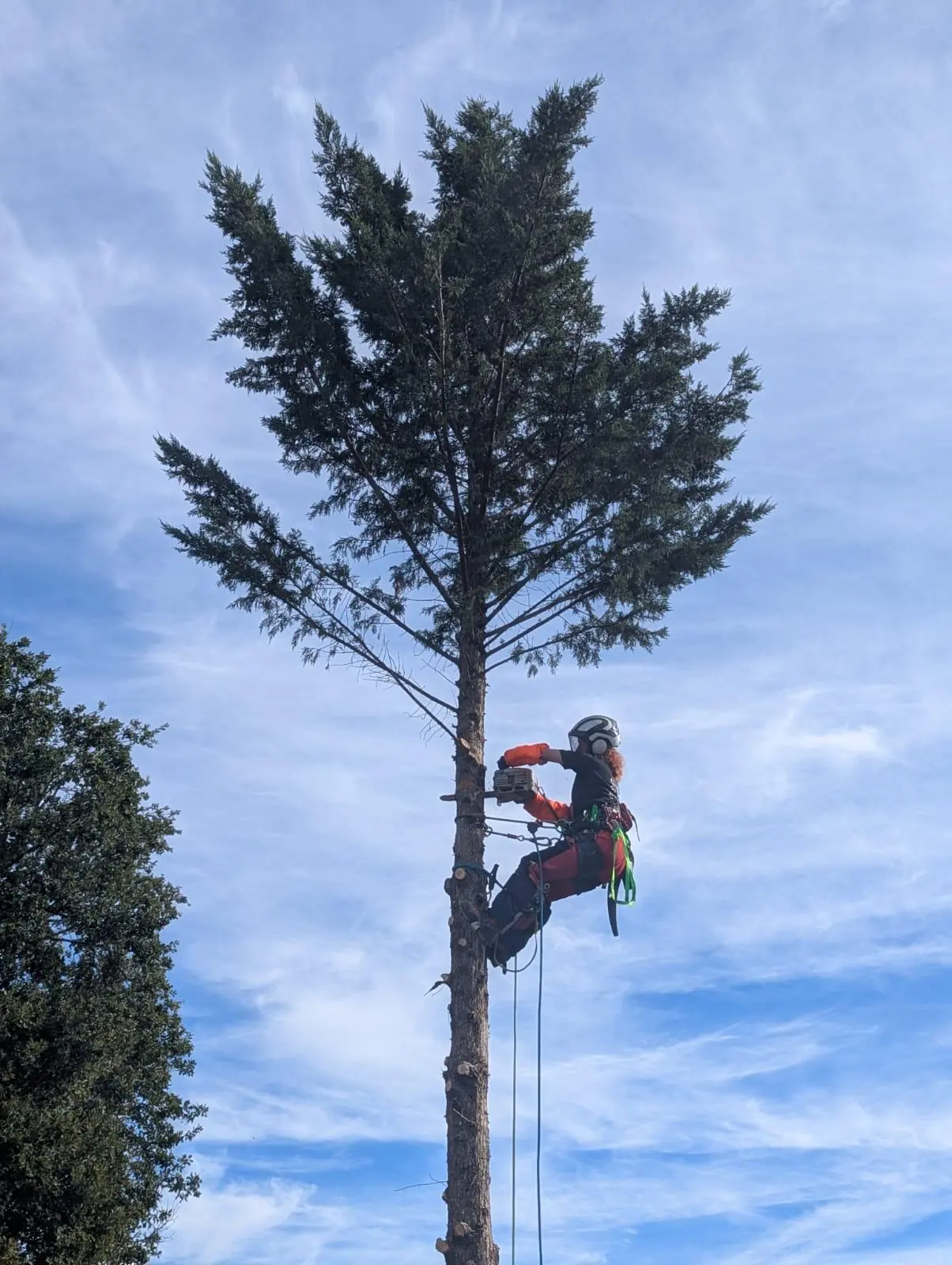 Élagueuse suspendue au tronc d’un grand conifère dont seule la cime garde ses branches, ciel bleu