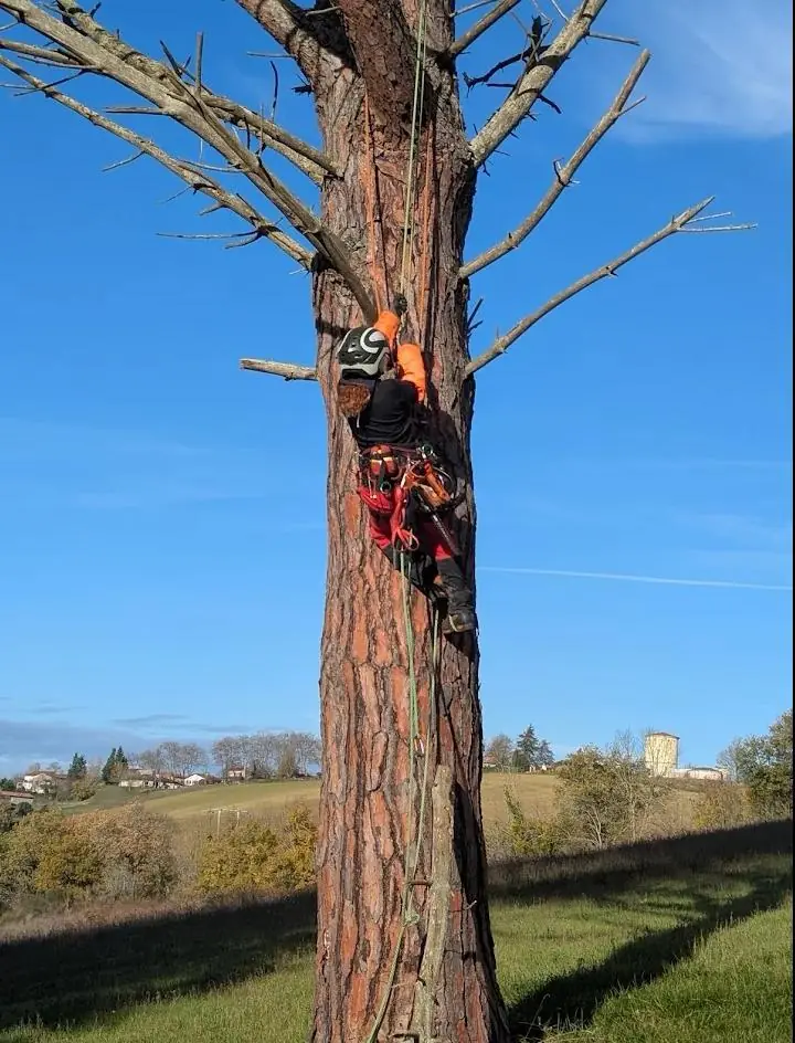 Arboriste élagueuse casquée et harnachée, accrochée au tronc d’un pin aux branches sèches, ciel bleu et campagne derrière