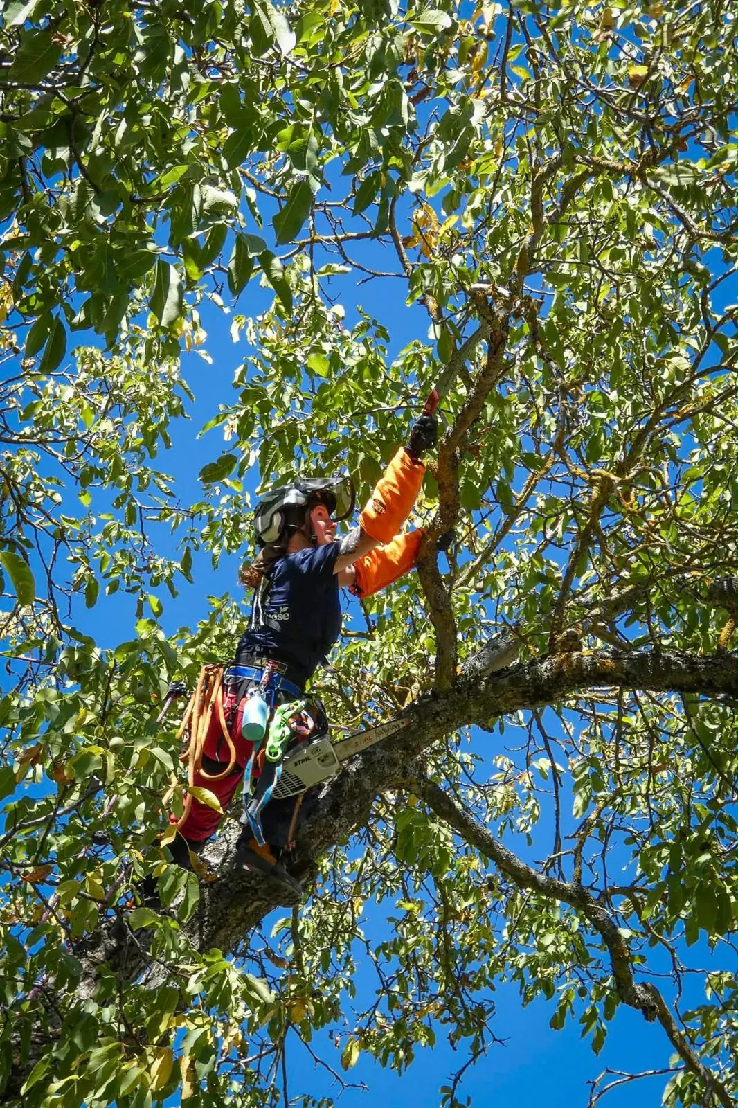 Élagueuse dans le houppier d’un noyer, une main sur une branche, ciel bleu entre les feuilles