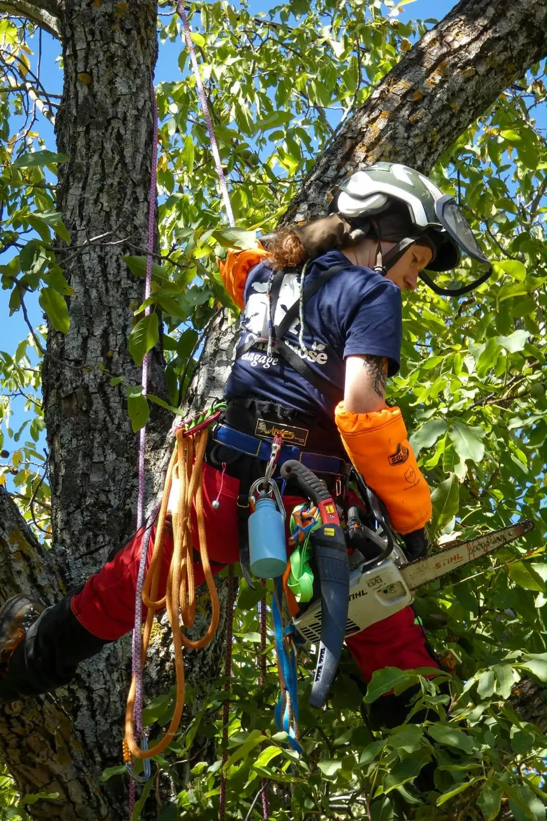 Élagueuse de profil dans un noyer, casque, harnais chargé de cordes et tronçonneuse